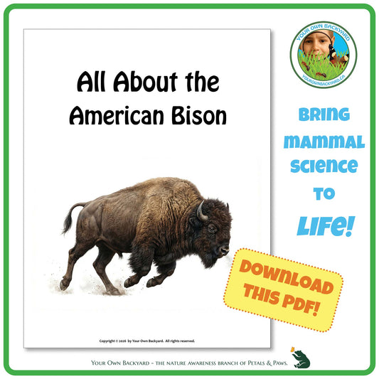 Product image for downloadable PDF, 'All About Mammals - the American Bison', an elementary-level unit study product by Your Own Backyard | Petals & Paws.