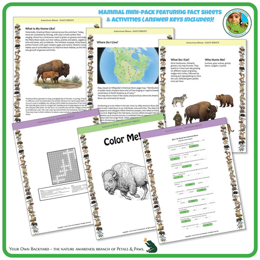 Internal pages of, 'All About Mammals - the American Bison' downloadable PDF product, an elementary-level unit by Your Own Backyard | Petals & Paws. Pages include natural history fact sheets and various printable worksheets.