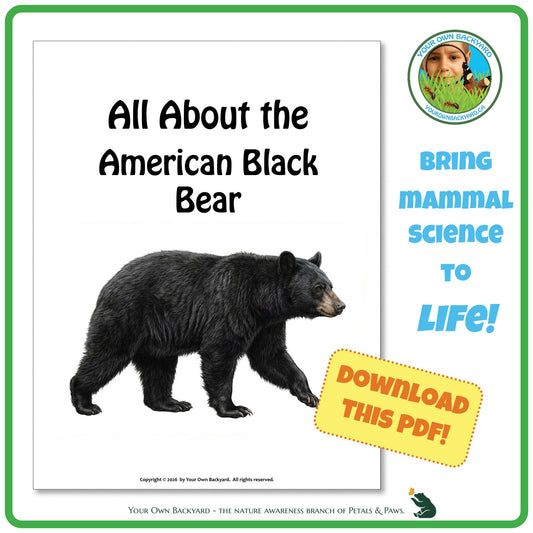 Product image for downloadable PDF, 'All About Mammals - the American Black Bear', an elementary-level unit study product by Your Own Backyard | Petals & Paws.