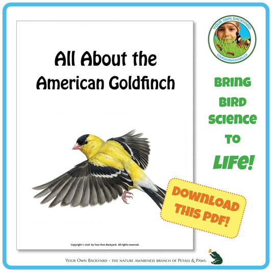 Product image for downloadable PDF, 'All About Birds - the American Goldfinch', an elementary-level unit study product by Your Own Backyard | Petals & Paws.