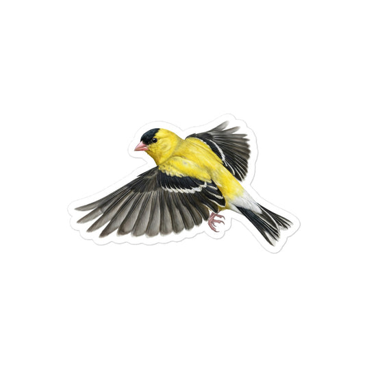 Product mockup of realistic, illustrated American Goldfinch kiss-cut sticker.