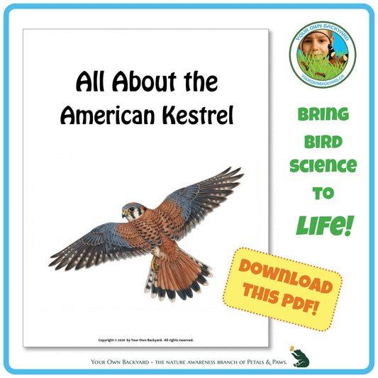 Product image for downloadable PDF, 'All About Birds - the American Kestrel', an elementary-level unit study product by Your Own Backyard | Petals & Paws.