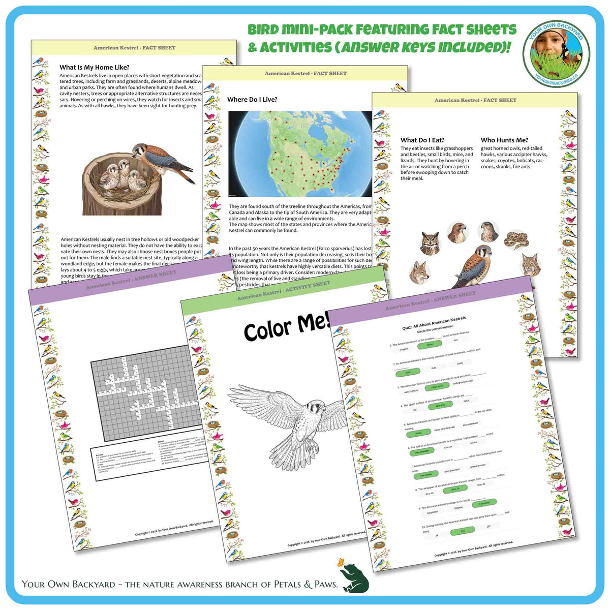 Internal pages of, 'All About Birds - the American Kestrel' downloadable PDF product, an elementary-level unit by Your Own Backyard | Petals & Paws. Pages include natural history fact sheets and various printable worksheets.