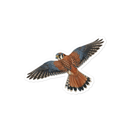 Product mockup of realistic, illustrated American Kestrel kiss-cut sticker.