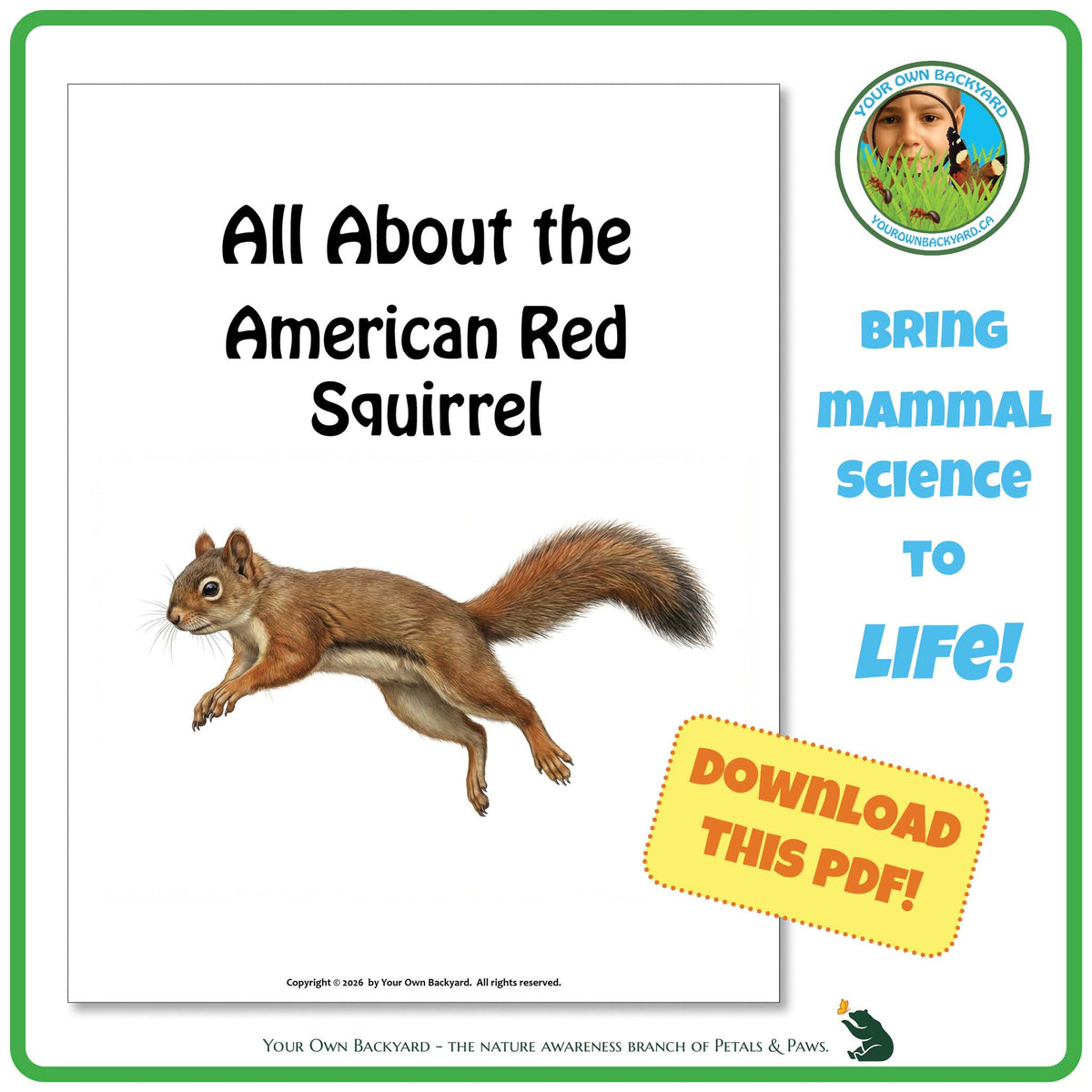 Product image for downloadable PDF, 'All About Mammals - the American Red Squirrel', an elementary-level unit study product by Your Own Backyard | Petals & Paws.