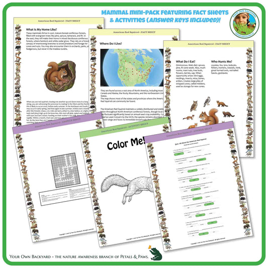 Internal pages of, 'All About Mammals - the American Red Squirrel' downloadable PDF product, an elementary-level unit by Your Own Backyard | Petals & Paws. Pages include natural history fact sheets and various printable worksheets.