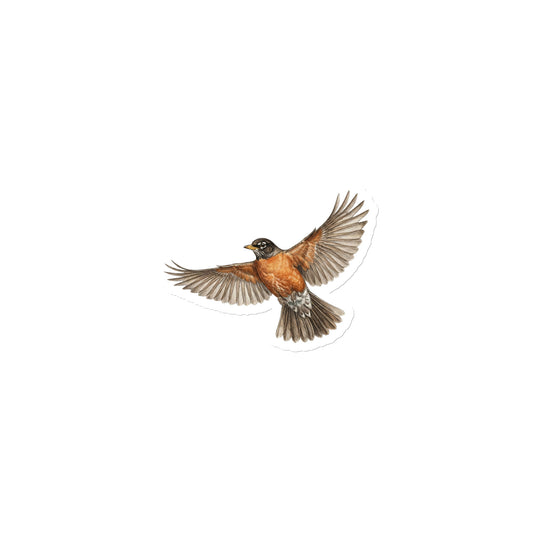 Product mockup of 3" American Robin Die-cut Magnet, featuring a cut-to-form, realistic flying American robin die-cut magnet.