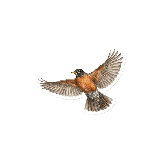 Product mockup of 4" American Robin Die-cut Magnet, featuring a cut-to-form, realistic flying American robin die-cut magnet.