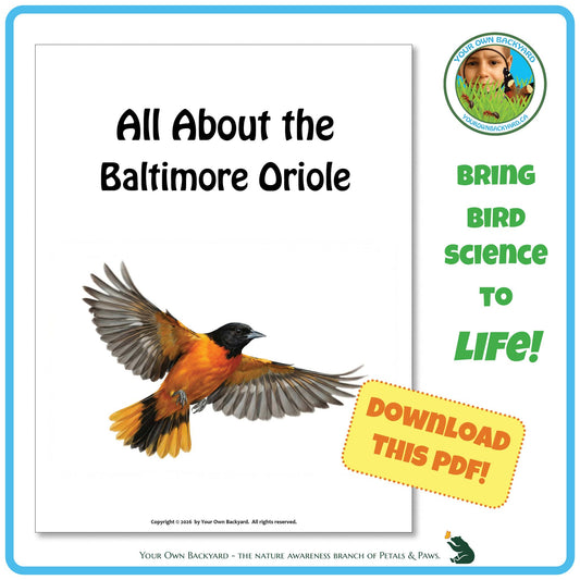 Product image for downloadable PDF, 'All About Birds - the Baltimore Oriole', an elementary-level unit study product by Your Own Backyard | Petals & Paws.
