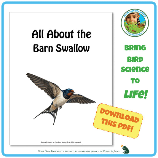 Product image for downloadable PDF, 'All About Birds - the Barn Swallow', an elementary-level unit study product by Your Own Backyard | Petals & Paws.