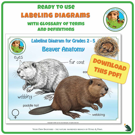 Ready-to-use details about Beaver Anatomy - Labeling Diagrams Grades 2-5 run along the top, along with Your Own Backyard logo in the right corner. Below this is the cover image for this product, featuring color and black-white beaver illustrations. "Your Own Backyard - The Nature Awareness Branch of Petals & Paws" runs along the bottom.