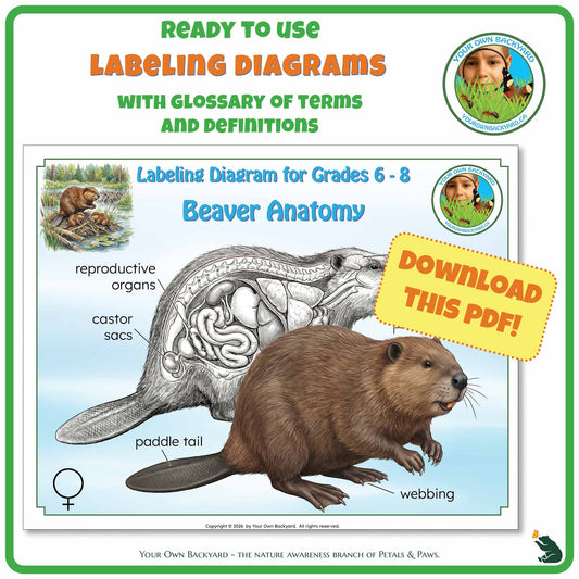 Ready-to-use details about Beaver Anatomy - Labeling Diagrams Grades 6-8 run along the top, along with Your Own Backyard logo in the right corner. Below this is the cover image for this product, featuring color and black-white beaver illustrations. "Your Own Backyard - The Nature Awareness Branch of Petals & Paws" runs along the bottom.