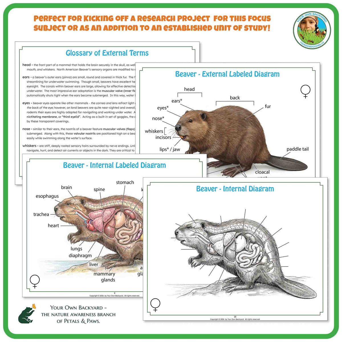 "Perfect for" text at the top to help teachers with how-to-use.  Your Own Backyard logo in the top right corner. Sample pages of glossary and label key and non-labeled diagrams. "Your Own Backyard - The Nature Awareness Branch of Petals & Paws" in the bottom left corner.