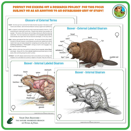 "Perfect for" text at the top to help teachers with how-to-use.  Your Own Backyard logo in the top right corner. Sample pages of glossary and label key and non-labeled diagrams. "Your Own Backyard - The Nature Awareness Branch of Petals & Paws" in the bottom left corner.