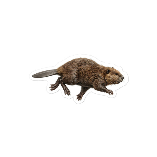 Product mockup of a realistic, illustrated Beaver kiss-cut sticker.