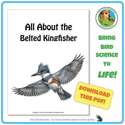 Product image for downloadable PDF, 'All About Birds - the Belted Kingfisher', an elementary-level unit study product by Your Own Backyard | Petals & Paws.