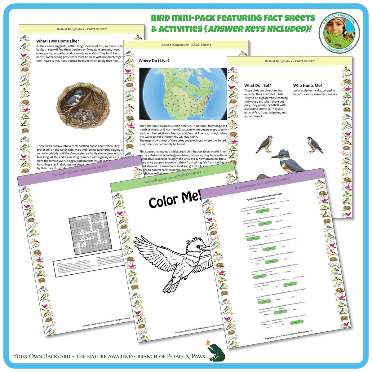 Internal pages of, 'All About Birds - the Belted Kingfisher' downloadable PDF product, an elementary-level unit by Your Own Backyard | Petals & Paws. Pages include natural history fact sheets and various printable worksheets.