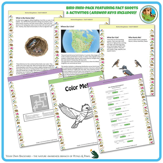 Internal pages of, 'All About Birds - the Belted Kingfisher' downloadable PDF product, an elementary-level unit by Your Own Backyard | Petals & Paws. Pages include natural history fact sheets and various printable worksheets.
