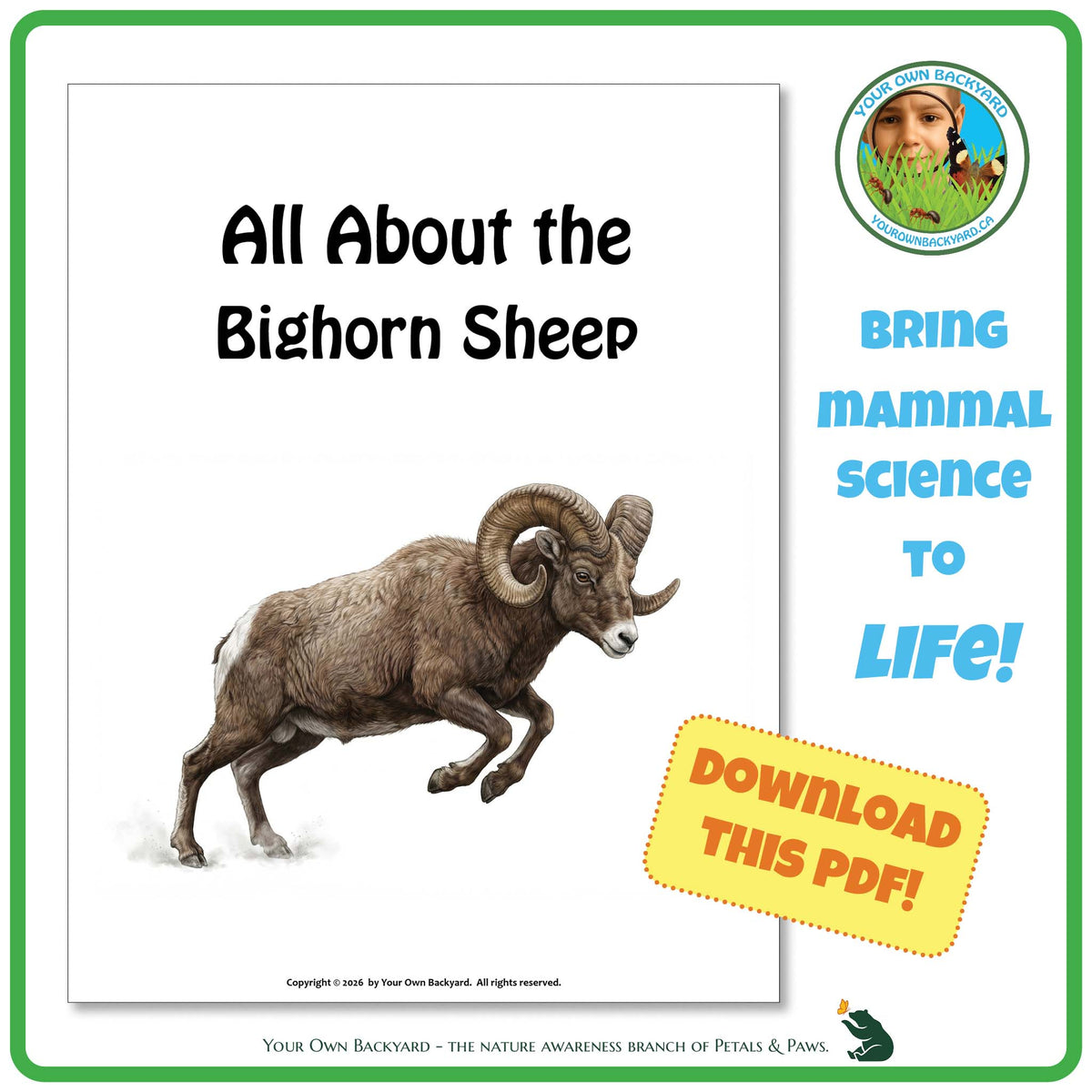 Product image for downloadable PDF, 'All About Mammals - the Bighorn Sheep', an elementary-level unit study product by Your Own Backyard | Petals & Paws.