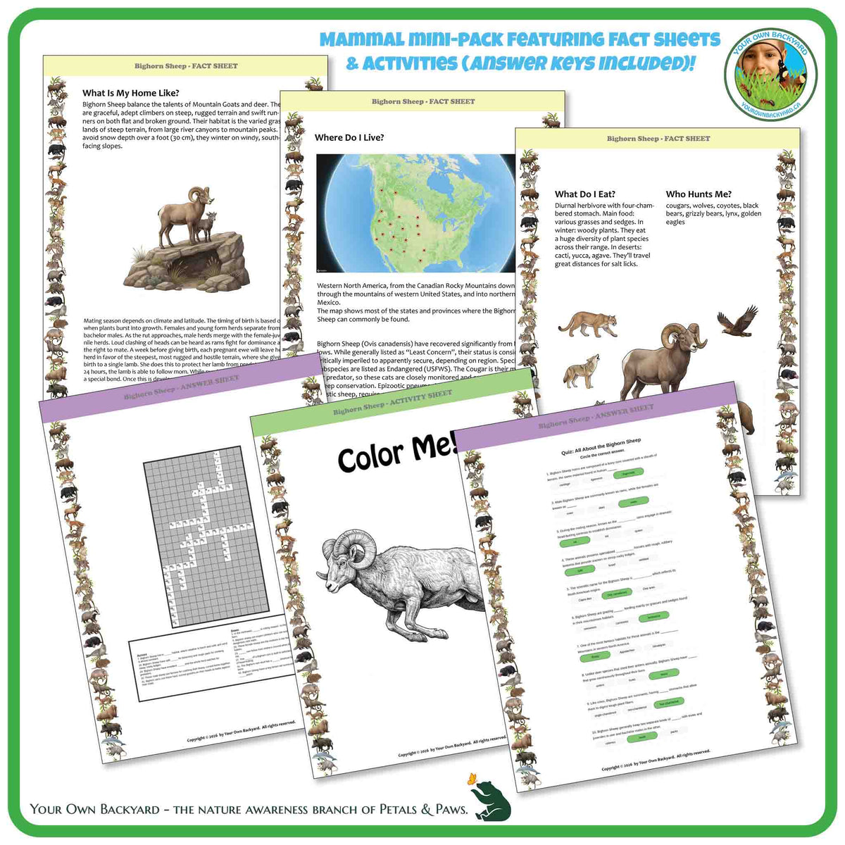 Internal pages of, 'All About Mammals - the Bighorn Sheep' downloadable PDF product, an elementary-level unit by Your Own Backyard | Petals & Paws. Pages include natural history fact sheets and various printable worksheets.