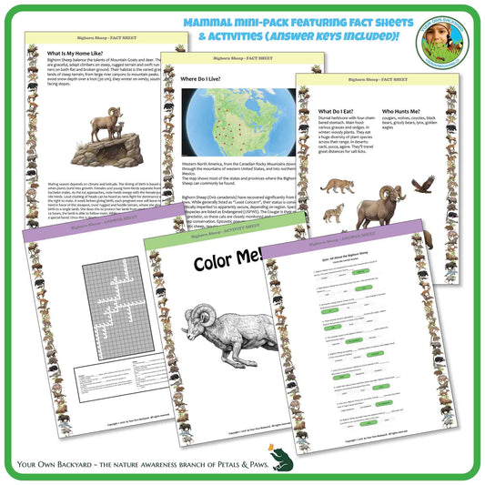 Internal pages of, 'All About Mammals - the Bighorn Sheep' downloadable PDF product, an elementary-level unit by Your Own Backyard | Petals & Paws. Pages include natural history fact sheets and various printable worksheets.