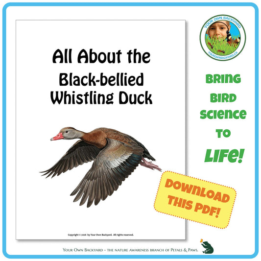 Product image for downloadable PDF, 'All About Birds - the Black-bellied Whistling Duck', an elementary-level unit study product by Your Own Backyard | Petals & Paws.

