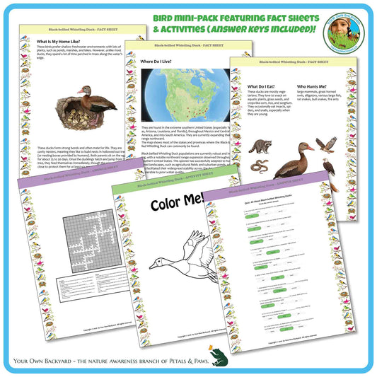Internal pages of, 'All About Birds - the Black-bellied Whistling Duck' downloadable PDF product, an elementary-level unit by Your Own Backyard | Petals & Paws. Pages include natural history fact sheets and various printable worksheets.
