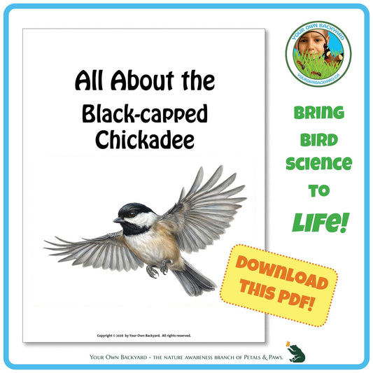 Product image for downloadable PDF, 'All About Birds - the Black-capped Chickadee', an elementary-level unit study product by Your Own Backyard | Petals & Paws.
