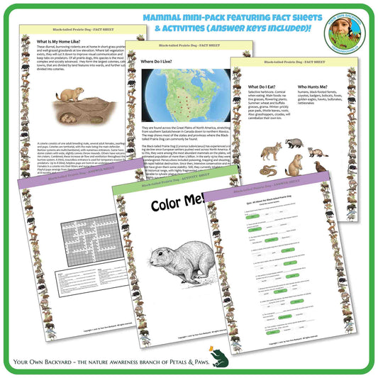 Internal pages of, 'All About Mammals - the Black-tailed Prairie Dog' downloadable PDF product, an elementary-level unit by Your Own Backyard | Petals & Paws. Pages include natural history fact sheets and various printable worksheets.