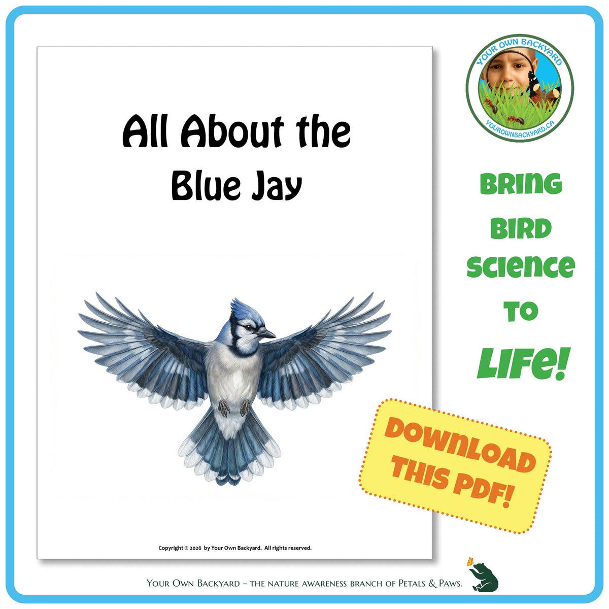 Product image for downloadable PDF, 'All About Birds - the Blue Jay', an elementary-level unit study product by Your Own Backyard | Petals & Paws.