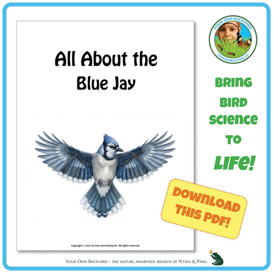 Product image for downloadable PDF, 'All About Birds - the Blue Jay', an elementary-level unit study product by Your Own Backyard | Petals & Paws.