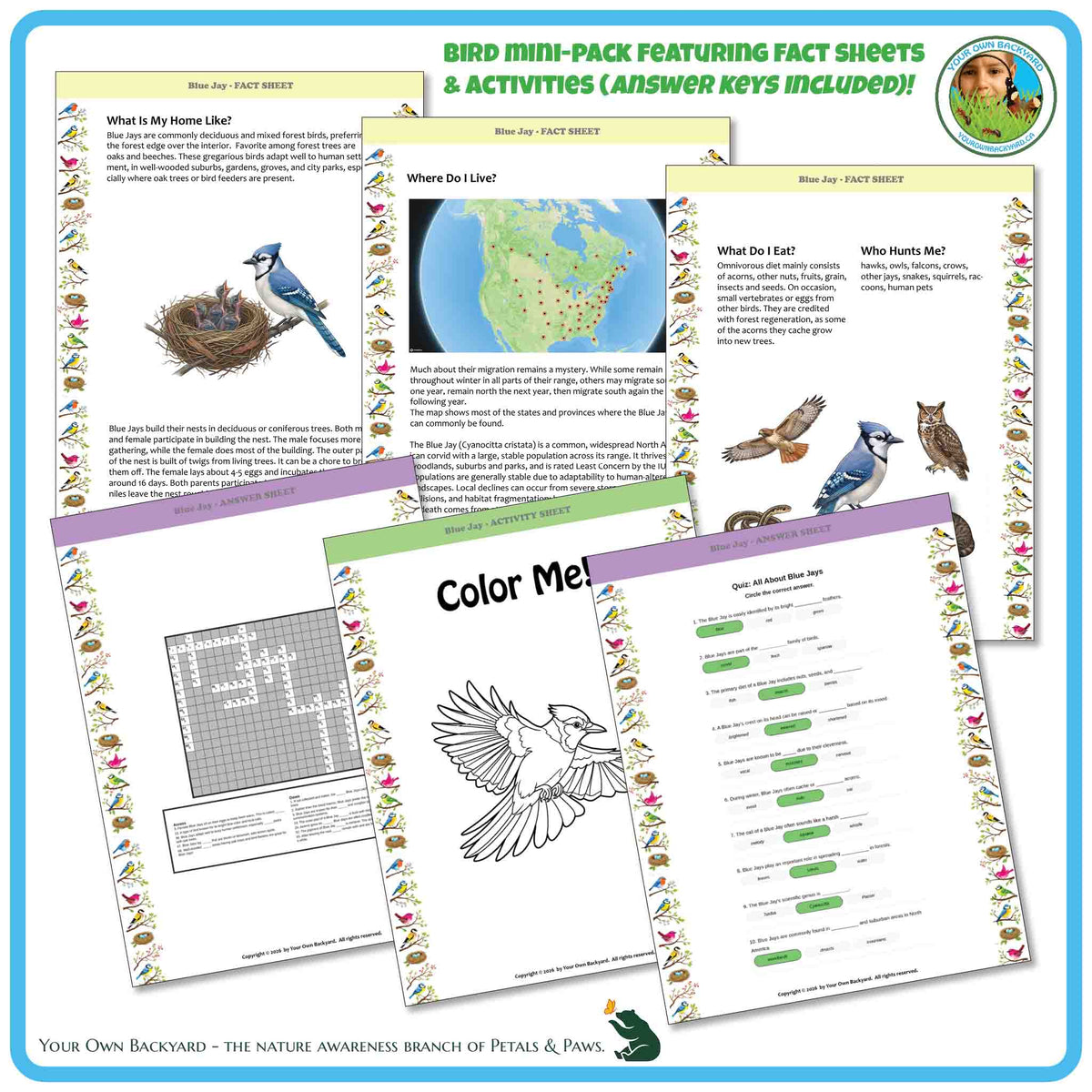 Internal pages of, 'All About Birds - the Blue Jay' downloadable PDF product, an elementary-level unit by Your Own Backyard | Petals & Paws. Pages include natural history fact sheets and various printable worksheets.
