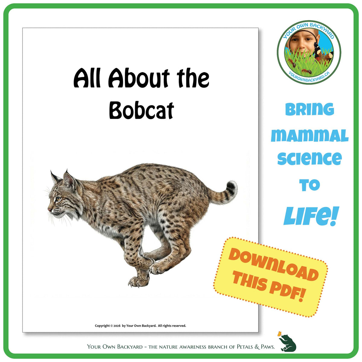 Product image for downloadable PDF, 'All About Mammals - the Bobcat', an elementary-level unit study product by Your Own Backyard | Petals & Paws.