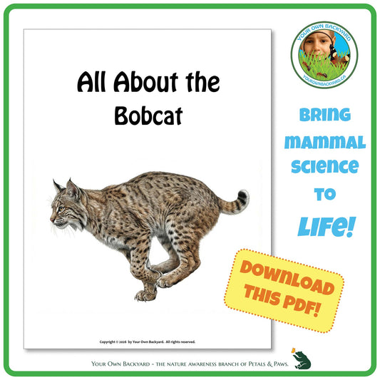 Product image for downloadable PDF, 'All About Mammals - the Bobcat', an elementary-level unit study product by Your Own Backyard | Petals & Paws.