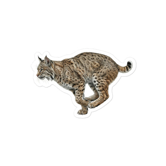 Product mockup of a realistic, illustrated bobcat kiss-cut sticker.