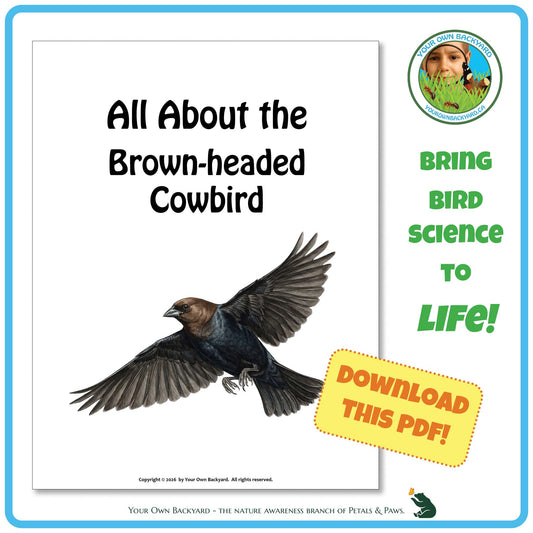 Product image for downloadable PDF, 'All About Birds - the Brown-headed Cowbird', an elementary-level unit study product by Your Own Backyard | Petals & Paws.