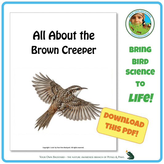 Product image for downloadable PDF, 'All About Birds - the Brown Creeper', an elementary-level unit study product by Your Own Backyard | Petals & Paws.
