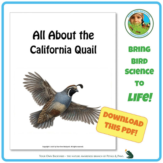 Product image for downloadable PDF, 'All About Birds - the California Quail', an elementary-level unit study product by Your Own Backyard | Petals & Paws.
