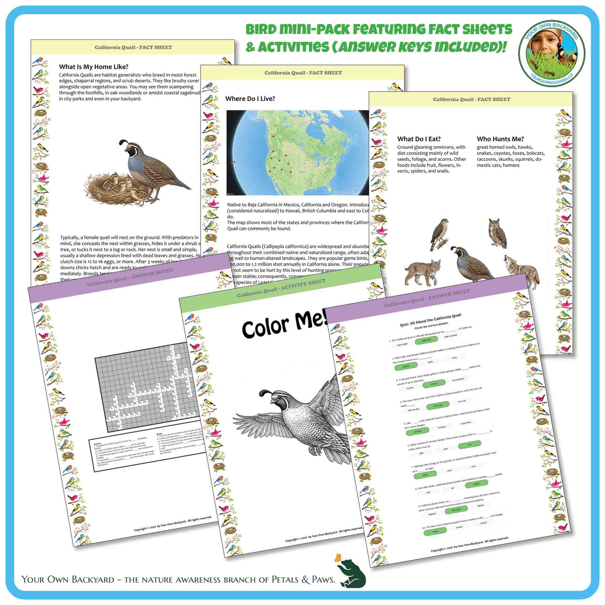 Internal pages of, 'All About Birds - the California Quail' downloadable PDF product, an elementary-level unit by Your Own Backyard | Petals & Paws. Pages include natural history fact sheets and various printable worksheets.
