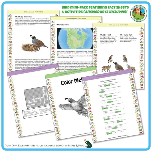 Internal pages of, 'All About Birds - the California Quail' downloadable PDF product, an elementary-level unit by Your Own Backyard | Petals & Paws. Pages include natural history fact sheets and various printable worksheets.
