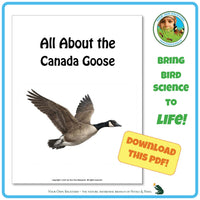 Product image for downloadable PDF, 'All About Birds - the Canada Goose', an elementary-level unit study product by Your Own Backyard | Petals & Paws.
