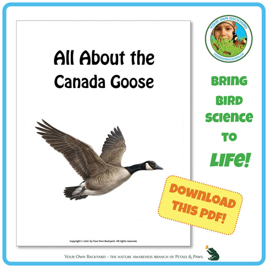 Product image for downloadable PDF, 'All About Birds - the Canada Goose', an elementary-level unit study product by Your Own Backyard | Petals & Paws.
