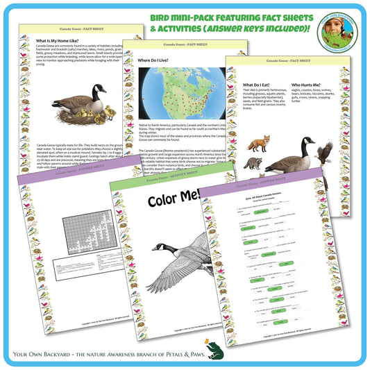 Internal pages of, 'All About Birds - the Canada Geese' downloadable PDF product, an elementary-level unit by Your Own Backyard | Petals & Paws. Pages include natural history fact sheets and various printable worksheets.
