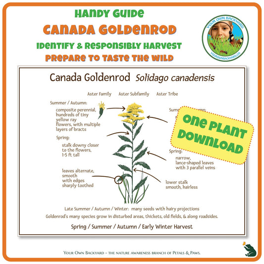Canada Goldenrod Wild Edibles Guide is a handy pdf download and printable for identifying, responsibly harvesting and preparing goldenrod. Image has product info above, shows the cover below, indicates "One Plant Download", and "Your Own Backyard - The Nature Awareness Branch of Petals & Paws" runs along the bottom.