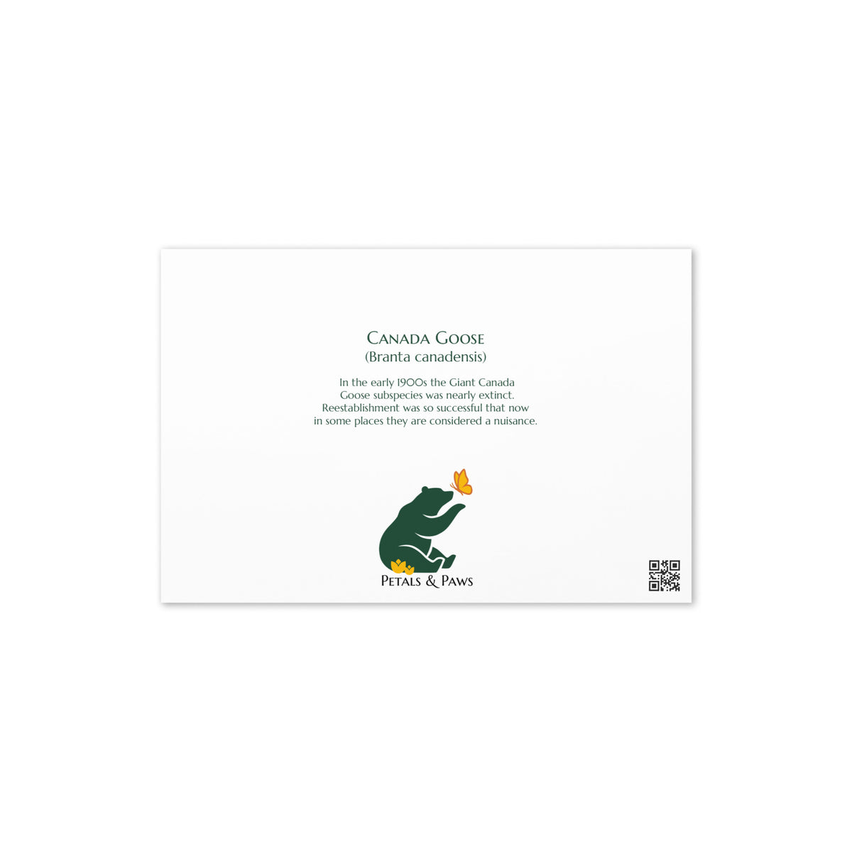 Product mockup, the back of Canada Goose Greeting Card, featuring the bird's common and scientific name and a small, interesting fact. Petals & Paws logo is below, positioned in the middle.