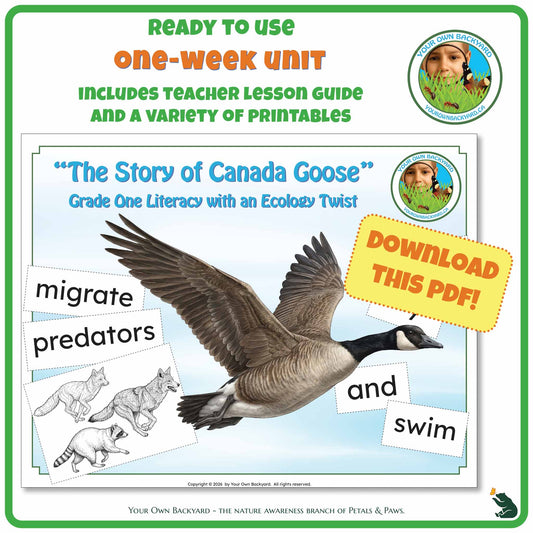 Product cover for one-week unit study, Canada Goose Nature Literacy Unit & Reading Activities (Grade 1). Above this, product info, along with Your Own Backyard logo. The main area shows the cover design of this product featuring a Canada Goose. Call-out, "Download This PDF!" and "Your Own Backyard - The Nature Awareness Branch of Petals & Paws" runs along the bottom.