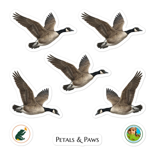 Product mockup of a sheet of five 2.5" wide Canada Goose kiss-cut stickers. This sheet features realistic, illustrated Canada Geese, along with Petals & Paws and Your Own Backyard logo stickers.