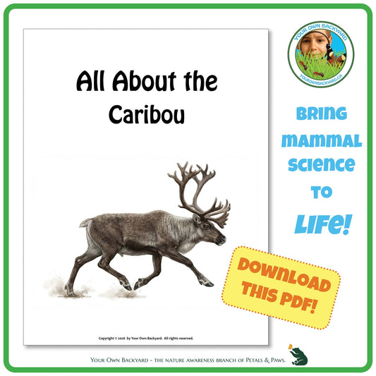 Product image for downloadable PDF, 'All About Mammals - the Caribou', an elementary-level unit study product by Your Own Backyard | Petals & Paws.
