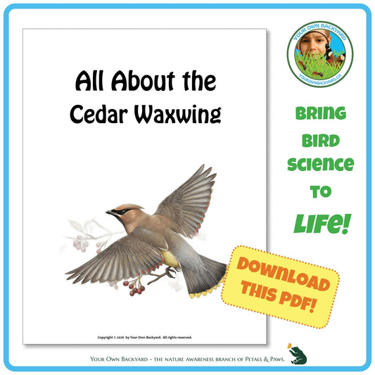 Product image for downloadable PDF, 'All About Birds - the Cedar Waxwing', an elementary-level unit study product by Your Own Backyard | Petals & Paws.
