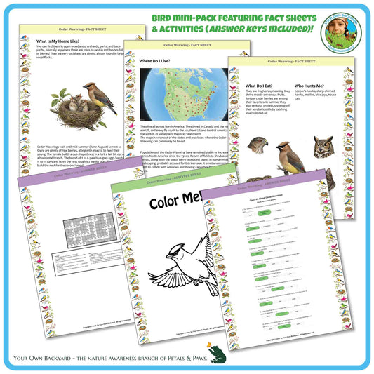 Internal pages of, 'All About Birds - the Cedar Waxwing' downloadable PDF product, an elementary-level unit by Your Own Backyard | Petals & Paws. Pages include natural history fact sheets and various printable worksheets.
